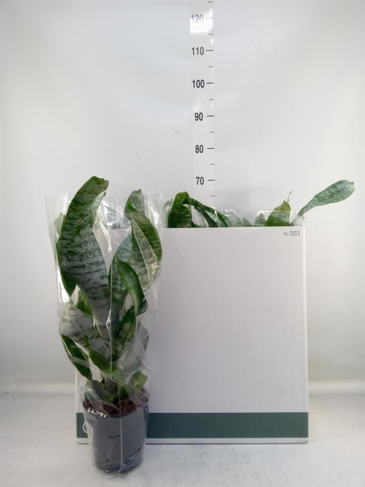 <h4>Aechmea fasciata 'Primera'</h4>