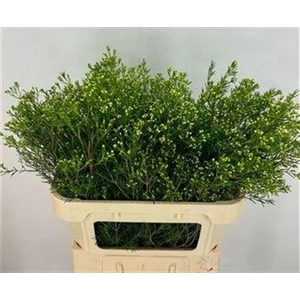 CHAME JUPITER MOON*#