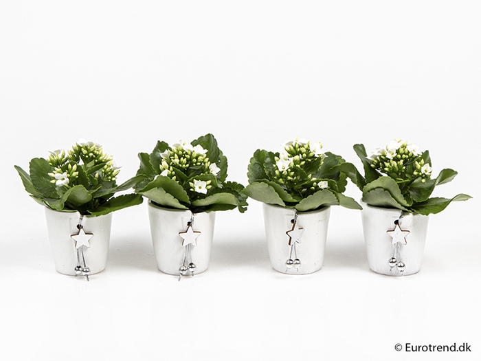 <h4>KALANCHOE BLOSSF KERST P6 E 2317</h4>