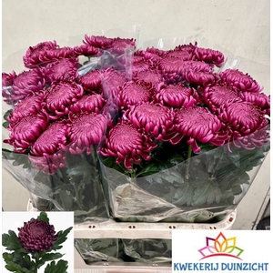 CHR G BIGOUDI PURPLE
