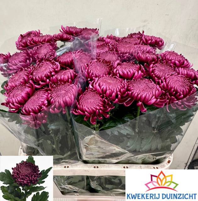 <h4>CHR G BIGOUDI PURPLE</h4>