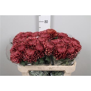 Chr G Bigoudi Red
