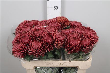 <h4>Chr G Bigoudi Red</h4>