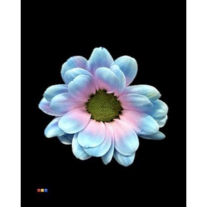 Chr Sant Bowie Bubblegum