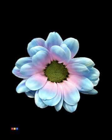 <h4>Chr Sant Bowie Bubblegum</h4>