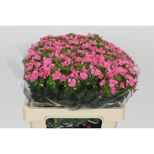 DIANTHUS BR ALDO ROSE