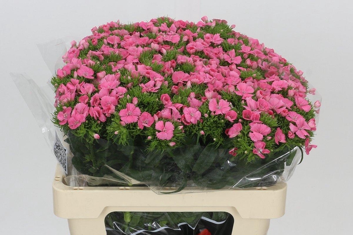 <h4>Dianthus Br Aldo Rose</h4>