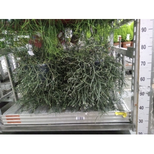 Rhipsalis   ...