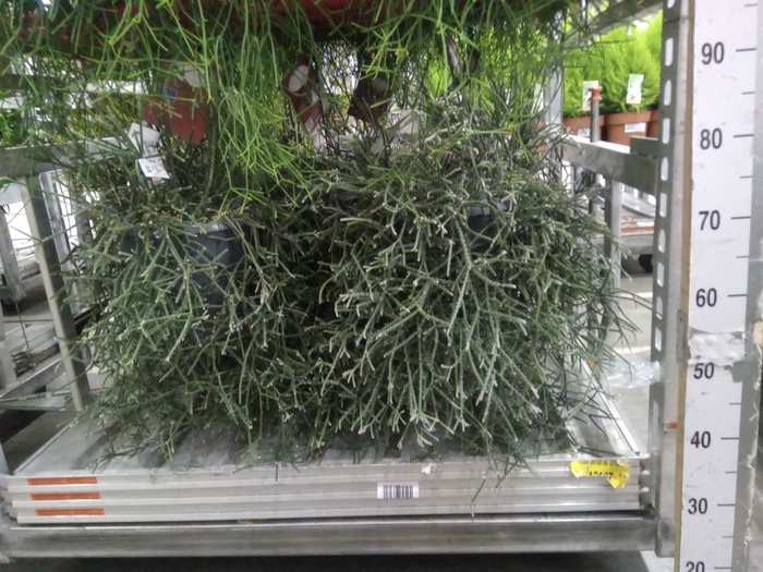 <h4>Rhipsalis   ...</h4>