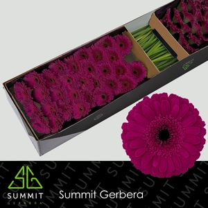 Germini Rhapsody Half doos