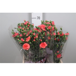 Di Tr Orange Amelie