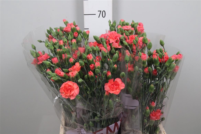<h4>Di Tr Orange Amelie</h4>