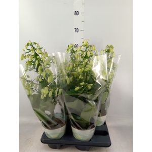 Kalanchoe  'Magic Bell'