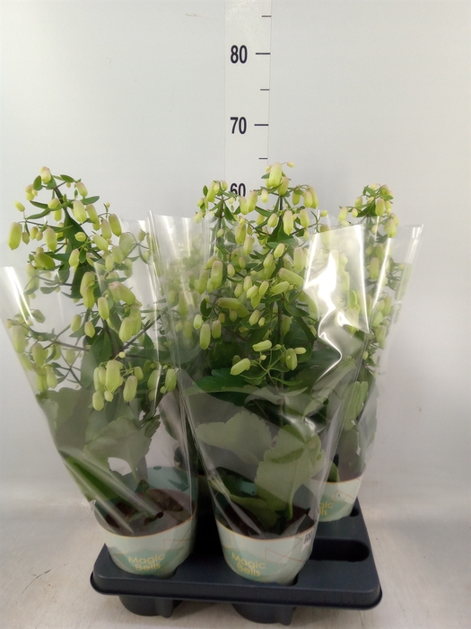<h4>Kalanchoe  'Magic Bell'</h4>