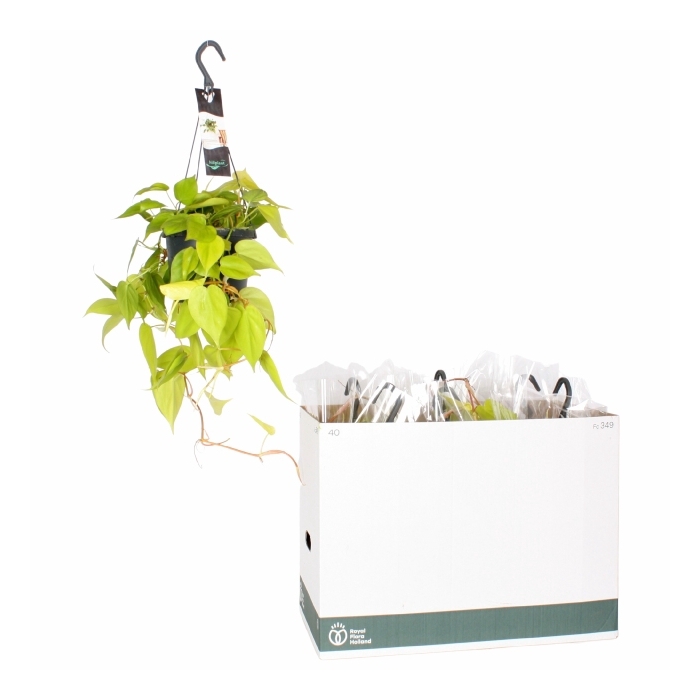 <h4>Philodendron scandens Lemon Lime 17Ø 30cm</h4>