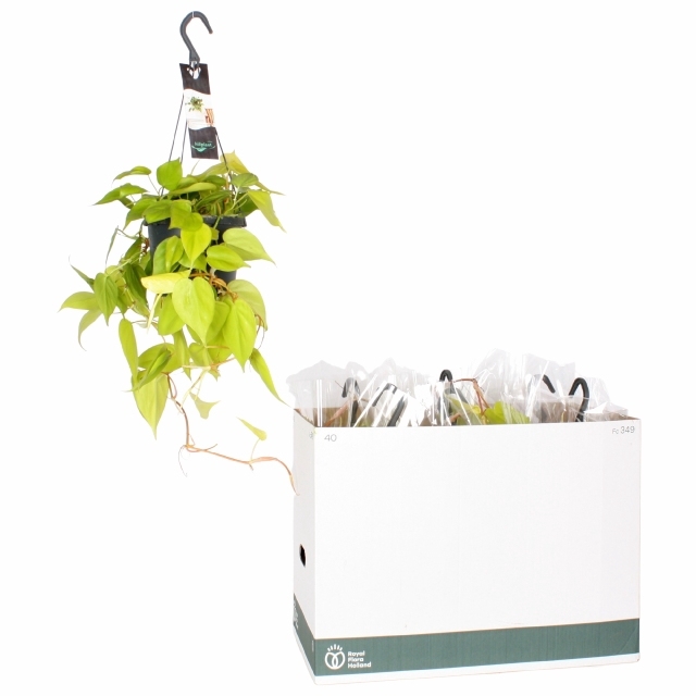 Philodendron scandens Lemon Lime 17Ø 30cm