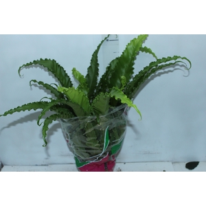 ASPLENIUM OSAKA CRESPO P19