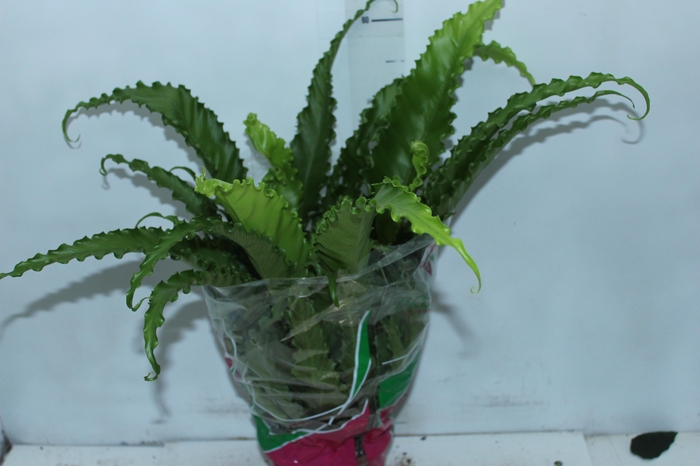 <h4>ASPLENIUM OSAKA CRESPO P19</h4>