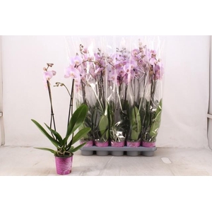 PHAL OV ROZE