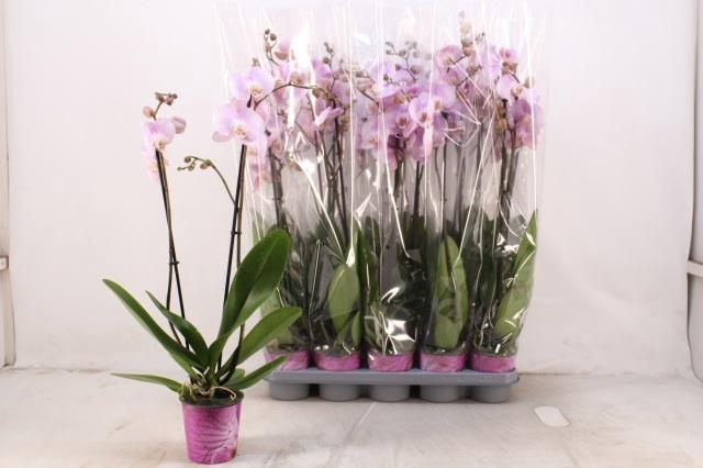 <h4>PHAL OV ROZE</h4>