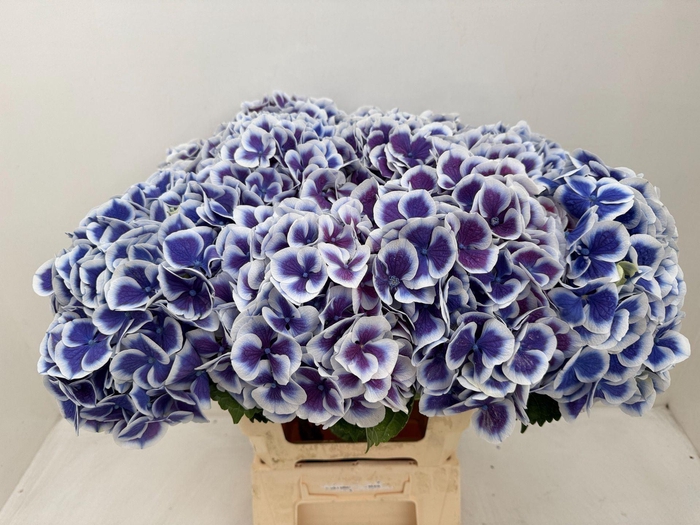 <h4>Hydrangea 'Beautensia Dali' 20cm</h4>