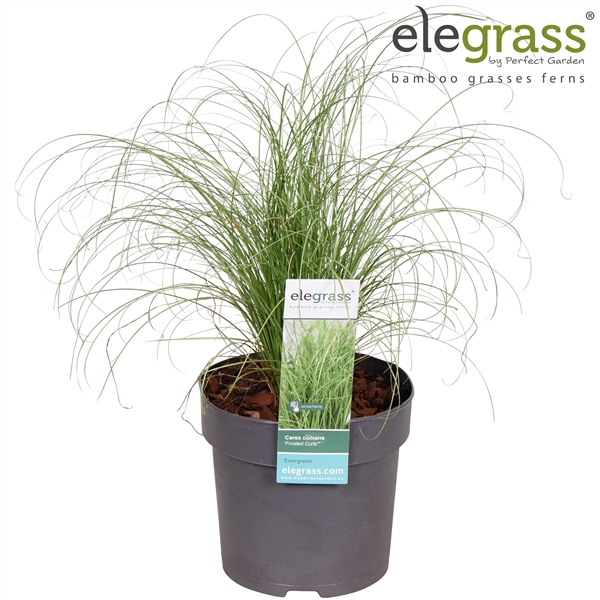 <h4>Carex comans 'Frosted Curls' P14</h4>