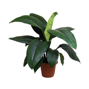 SPATH. SENSATION P24 SEM FLOR