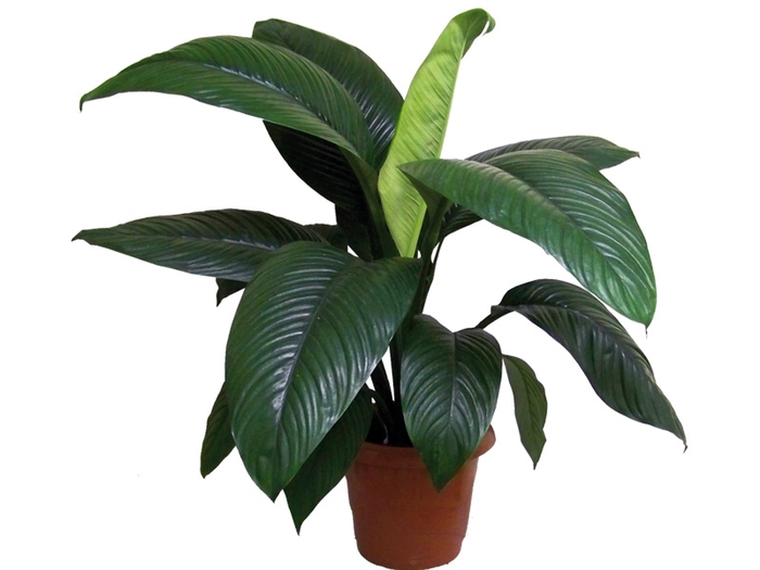 <h4>SPATH. SENSATION P24 SEM FLOR</h4>