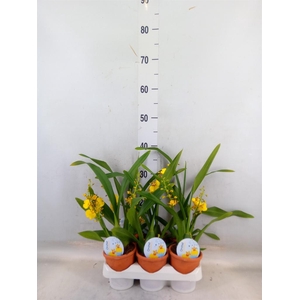 Oncidium   ...