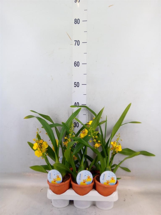 <h4>Oncidium   ...</h4>