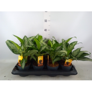Aglaonema  'Jubilee'