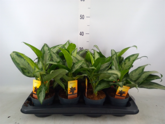 <h4>Aglaonema  'Jubilee'</h4>