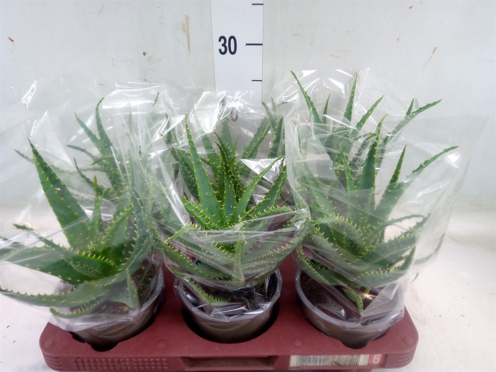 <h4>Aloe arborescens</h4>