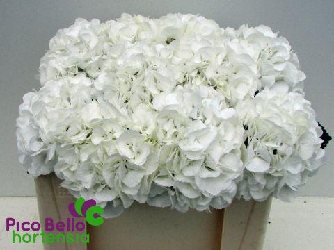 <h4>HYDR M SCHNEEBALL</h4>