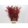 Bromelia Red Paloma