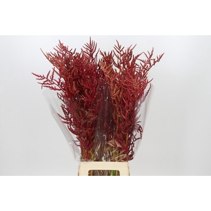 Bromelia Red Paloma