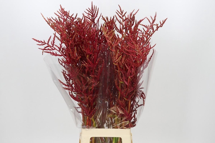 <h4>Bromelia Red Paloma</h4>
