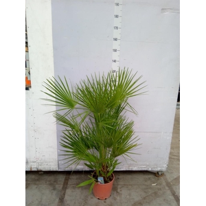 Chamaerops humilis