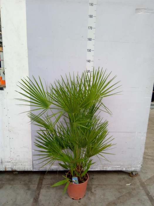 Chamaerops humilis