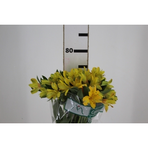ALSTROEMERIA CARIBBEAN 080 CM