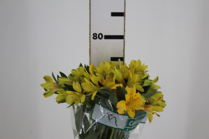 <h4>ALSTROEMERIA CARIBBEAN 080 CM</h4>