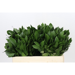 RUSCUS HYPOPHYLLUM