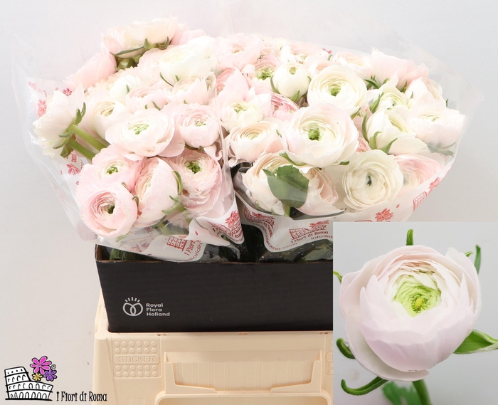 <h4>RAN SU HANOI</h4>