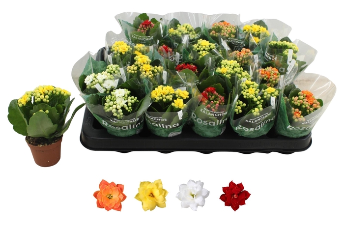 <h4>KAL GE RO GEM 4 KL</h4>