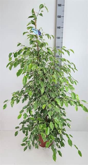 <h4>Ficus benja. 'Golden King'</h4>