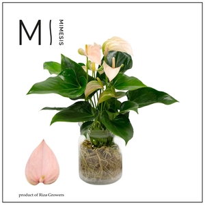 Mimesis Anthurium KARMA Joli Peach - Aqua di Karma Melkbus