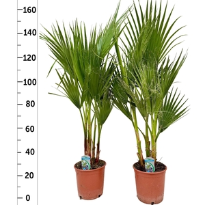 WASHINGTONIA FILIFER
