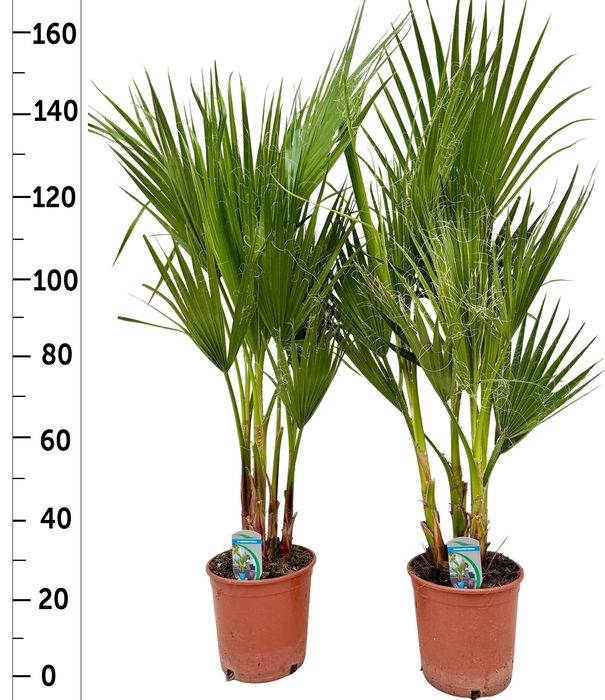 <h4>WASHINGTONIA FILIFER</h4>