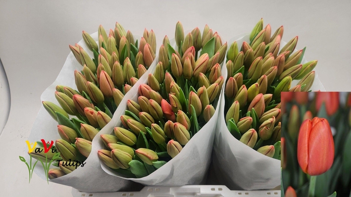 <h4>TU EN ORANGE JUICE</h4>