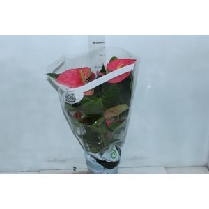 ANTHURIUM VARIADO P17